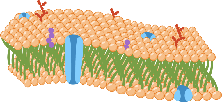 Cell Membrane science png
