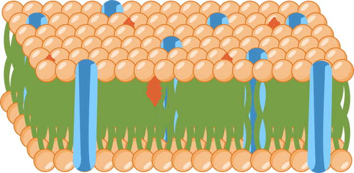 Cell Membrane biology png