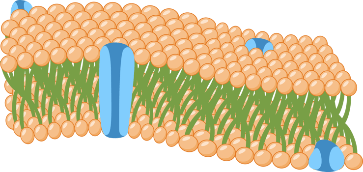 Cell Membrane simple png