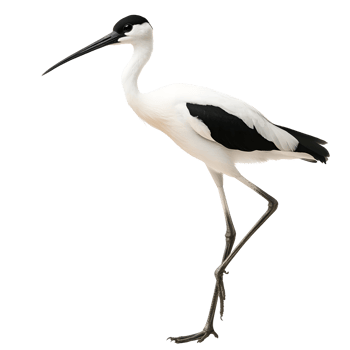 Elegant pied avocet with upcurved bill standing on one leg isolated on transparent background png