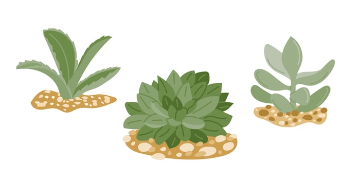 Succulent plant set with three hand drawn desert plants growing in sandy soil. Concept of nature, drought tolerance and minimalist botanical illustration vector