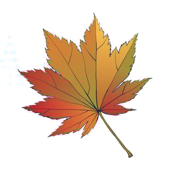Hand-drawn fall colored maple leaf isolated on white background. Flat line style illustration. vector