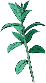 Botanical mint branch hand drawn illustration vector