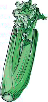 Hand drawn colorful celery vegetable illustration vector