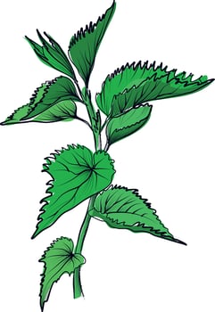 Stinging nettle plant botanical drawing vector