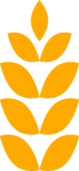 Yellow gold wheat rice icon png