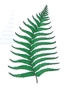 Tropical green fern leaf in doodle style. Hand drawn by inks isolated element for design. vector