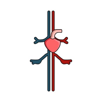 illustration of circulatory system vector