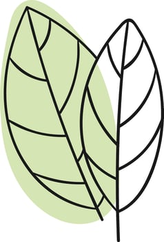 Bay Leaves Spices Lined vector