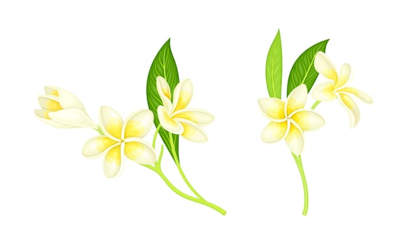 Frangipani flowers with leaves set. Blooming plumeria exotic plant illustration vector