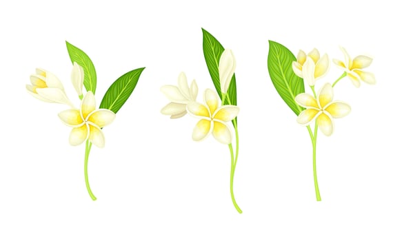 Frangipani flowers set. Blooming plumeria exotic plant illustration vector