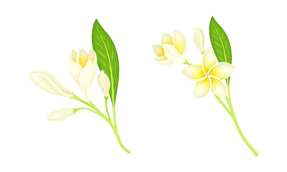 Frangipani or plumeria flowers with leaves set illustration vector