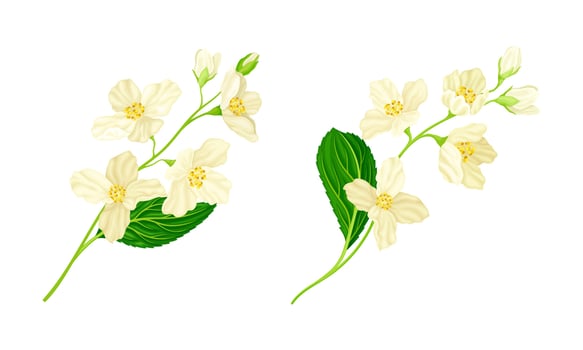 Jasmine flowers with green leaves set. Beautiful white jasmine plant spring branches illustration vector