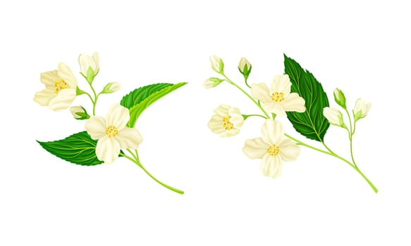 Jasmine flowers with green leaves set. Beautiful spring branches with white flowers illustration vector