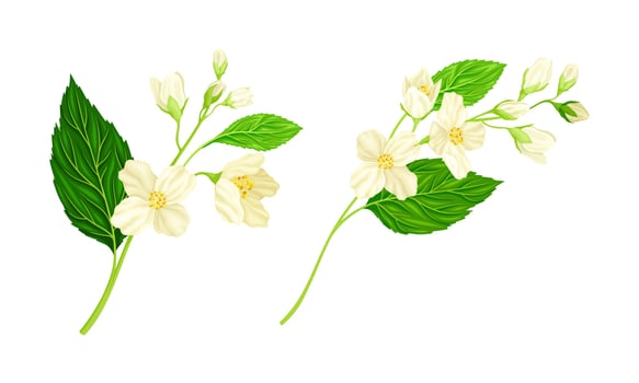 White jasmine flowers set. Spring branches with white flowers and green leaves illustration vector