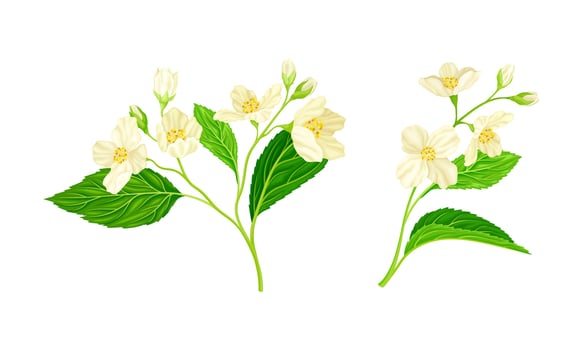 White jasmine flowers set. Spring twigs with white flowers and leaves illustration vector