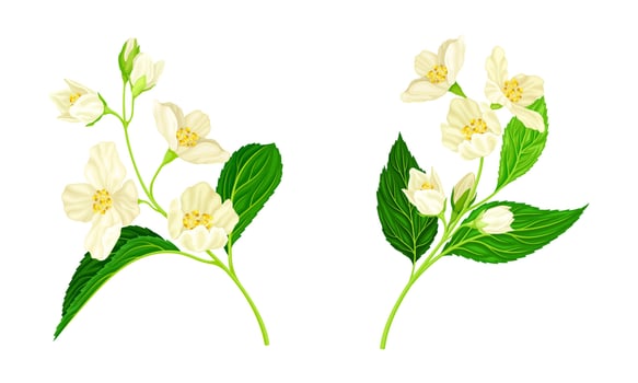 Spring twigs of beautiful white jasmine flowers set illustration vector