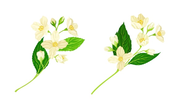 Branches of fresh beautiful jasmine flowers and green leaves illustration vector