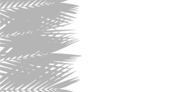 Realistic side border of palm leaf shadows. Natural tropical foliage silhouette isolated on transparent white background with right copy space. Design element for summer spring project. png