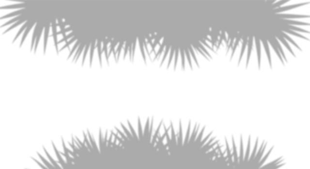 Realistic palm frond shadow border. Natural tropical leaf silhouettes isolated on transparent background with horizontal copy space. Design element for summer spring project. png