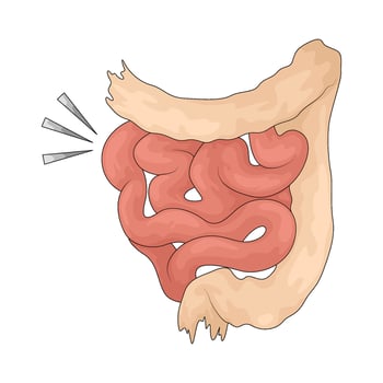 Illustration of an Human Small Intestine vector