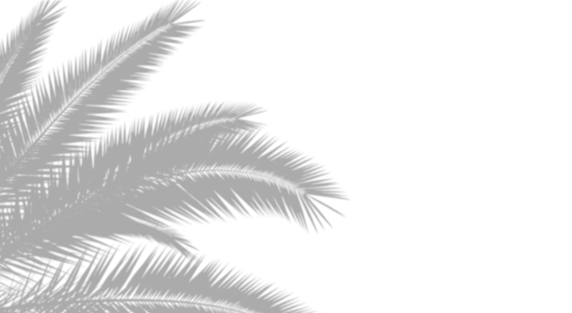 Realistic dense palm tree shadow overlay. Natural tropical foliage silhouette isolated on transparent white background with copy space. Design element for summer spring project png