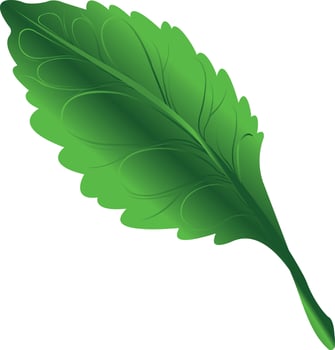 illustration of green colour sun flower leaf design on a white background vector