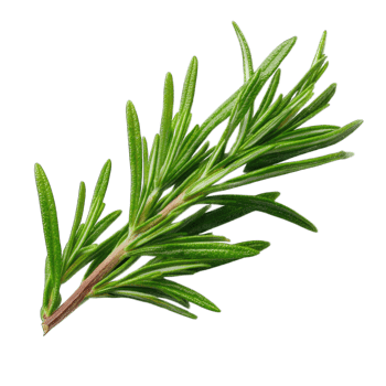 Rosemary Sprig Culinary Herb Aromatic Plant Mediterranean Cuisine Ingredient Food Photography png