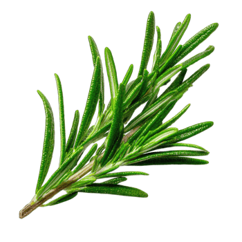 Rosemary Sprig Fresh Herb Closeup png