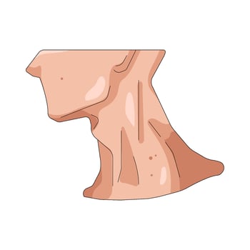 Illustration of a Neck and Collarbone vector