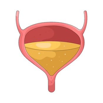Illustration of a Human Bladder Anatomy vector