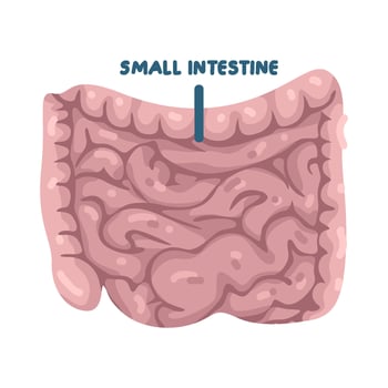 Illustration of Small Intestine Organ vector