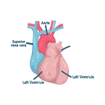 Human Heart Anatomy Illustration vector