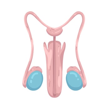 Illustration of Male Reproductive System Anatomy vector