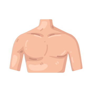 Illustration of a Male Torso Anatomy vector