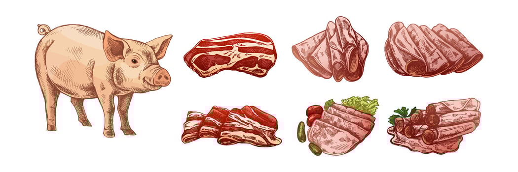 Pig and assorted cuts of pork vector