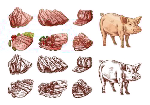 Illustrations of pork and pig vector