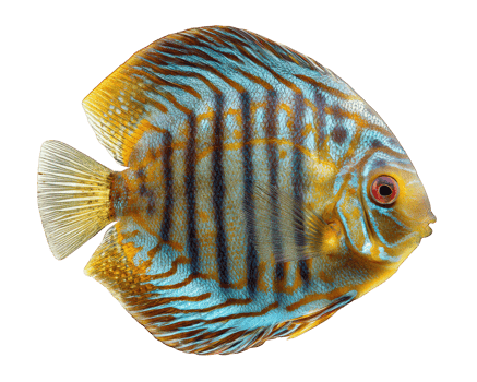 Colorful discus fish, vibrant blue and orange stripes, isolated on transparency background, tropical freshwater aquarium species, elegant and exotic appearance png