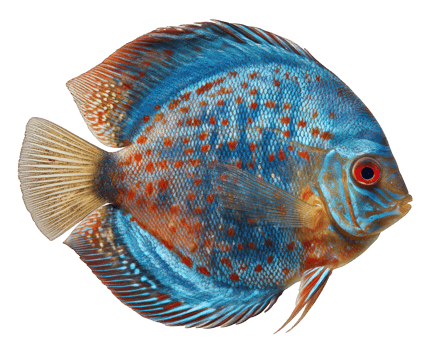 Colorful discus fish, vibrant blue and orange scales, isolated on transparency background, tropical freshwater aquarium species, unique pattern, striking red eye, peaceful aquatic pet png
