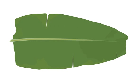 Banana leaf illustration vector