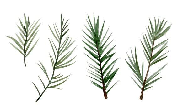 Watercolor pine branches set. Hand drawn greenery for winter and holiday designs. Natural and elegant style. vector