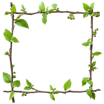 Botanical Twig Border in Square Shape Featuring New Leaf Growth and Buds Isolated on Transparent Background png