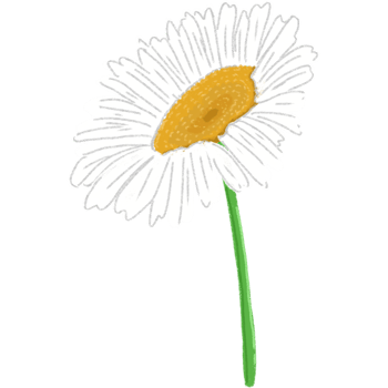 A delicate drawing of a white daisy with a yellow center and green stem png