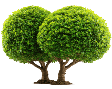 Two lush green double bush trees with heart shaped trimmed foliage, isolated on transparency background, evoke sense of harmony and natural beauty, perfect for landscaping concepts png