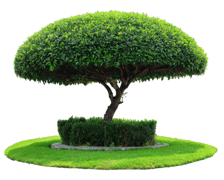 Mushroom cap shaped tree with dense green foliage trimmed hedge circular grass isolated on transparency background vibrant unique landscaping natural beauty outdoor garden png