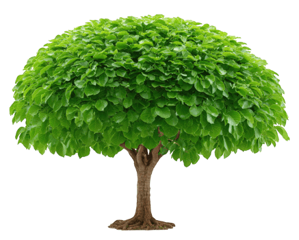 Lush green tree teardrop shape isolated vibrant foliage single trunk nature summer healthy outdoor botanical png