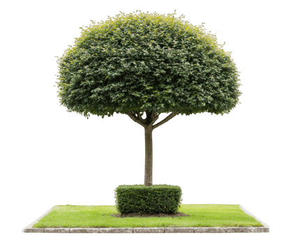 Round trimmed tree green foliage manicured hedge square bush isolated on white landscaping ornamental plant outdoor garden decorative fresh nature png
