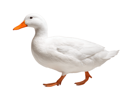 White duck standing isolated on transparency background side view orange beak and feet clean feathers farm animal calm expression domestic bird full body walking pose png