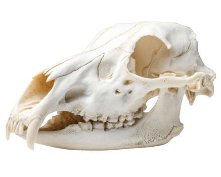 Detailed animal skull showcasing intricate features, isolated against clean background. This specimen highlights unique structure and texture of bone, evoking curiosity and fascination png