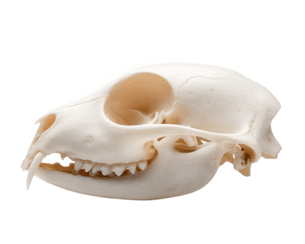Detailed animal skull showcasing intricate features and textures, isolated against clean background. This specimen highlights unique anatomical structure and is perfect for educational purposes png
